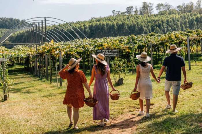 FESTA DA UVA + VINDIMA NA SERRA GA�CHA