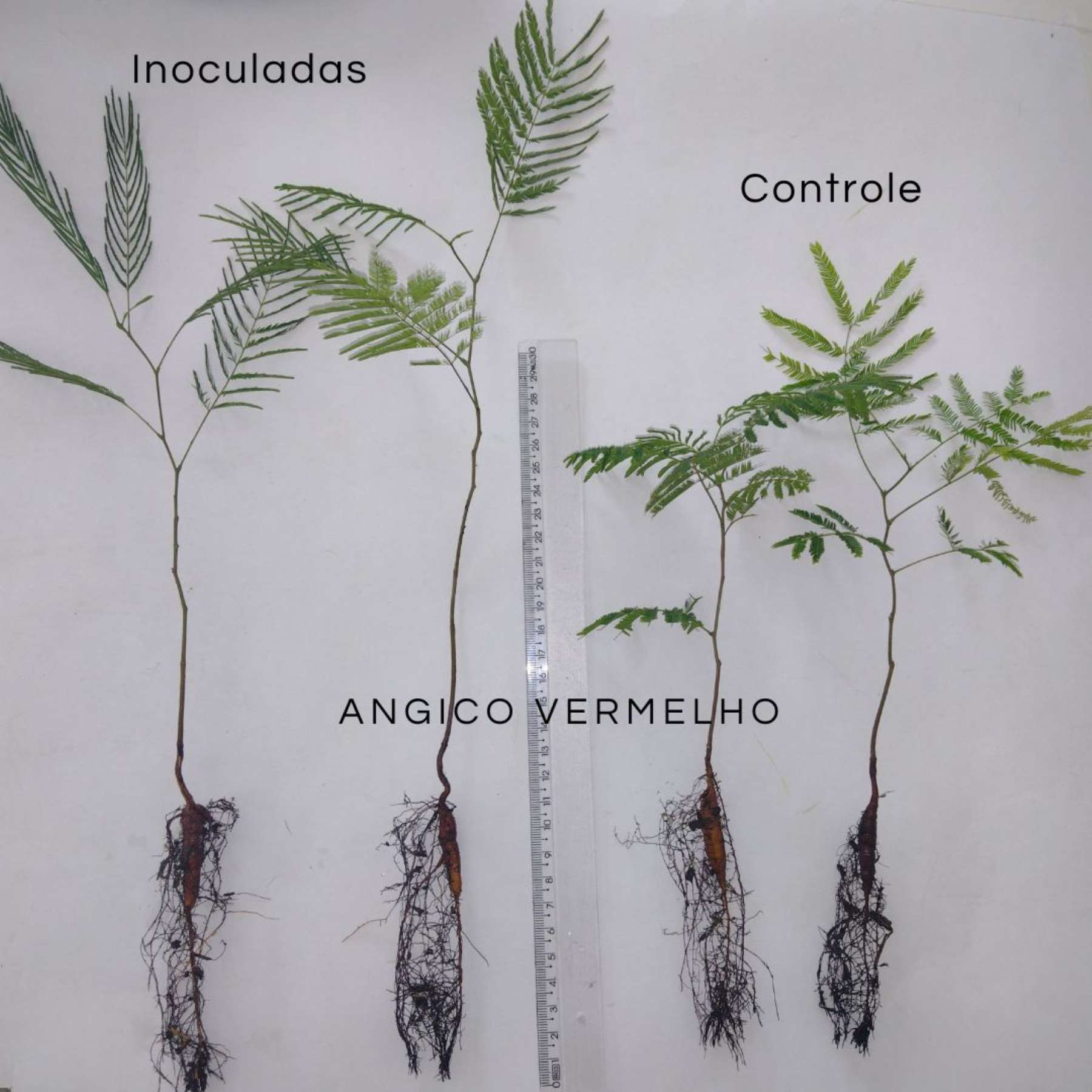 Biotecnologia e Sustentabilidade