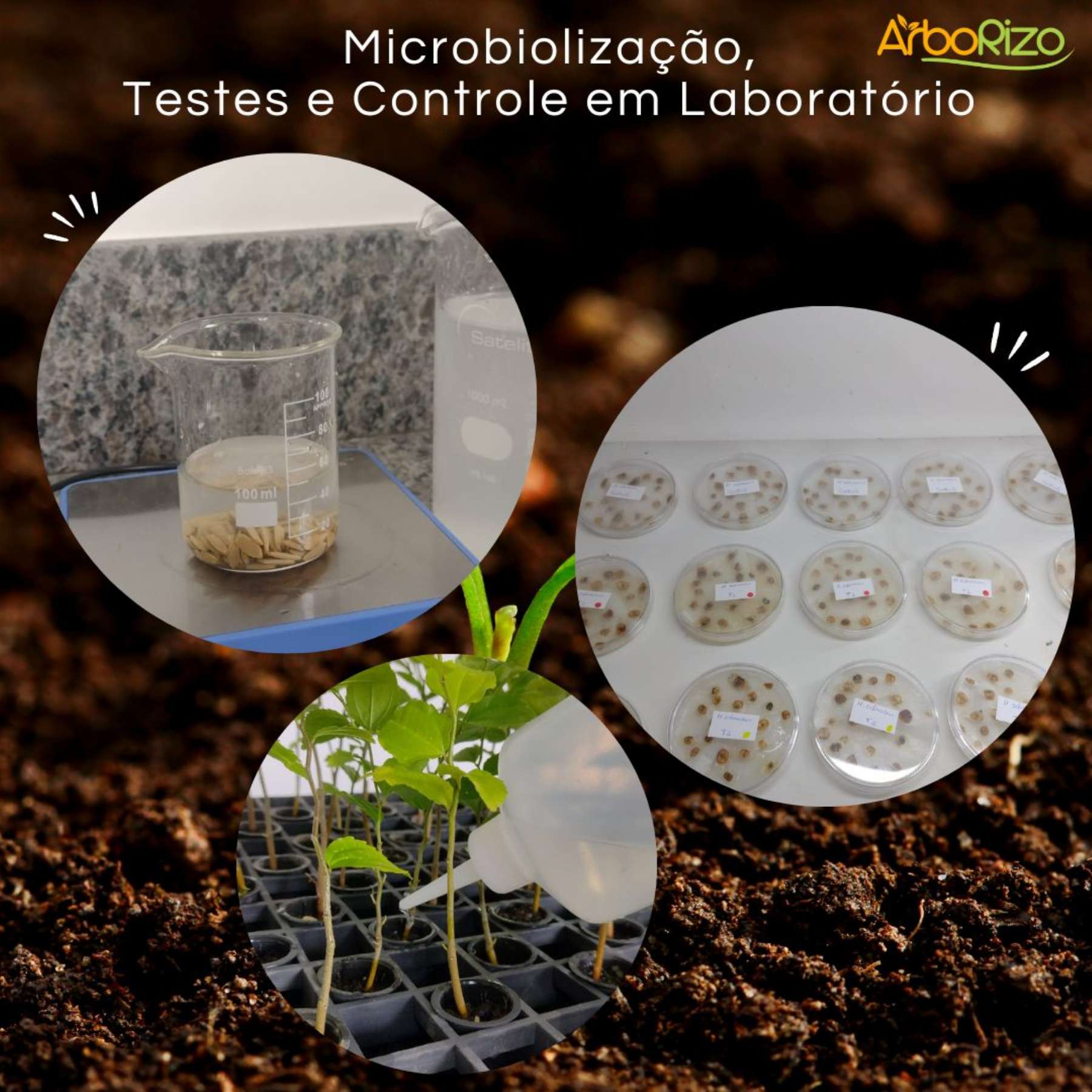 🌿 Inoculao e Desenvolvimento Vegetal