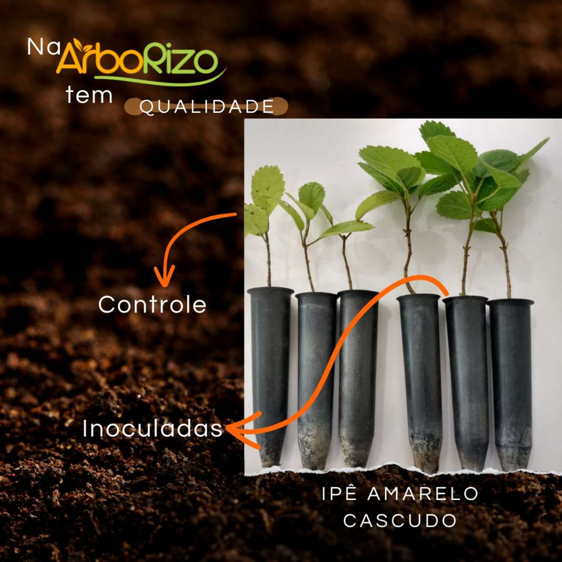 🌱 Potencial da Inoculao com Micorrizas e Bacillus