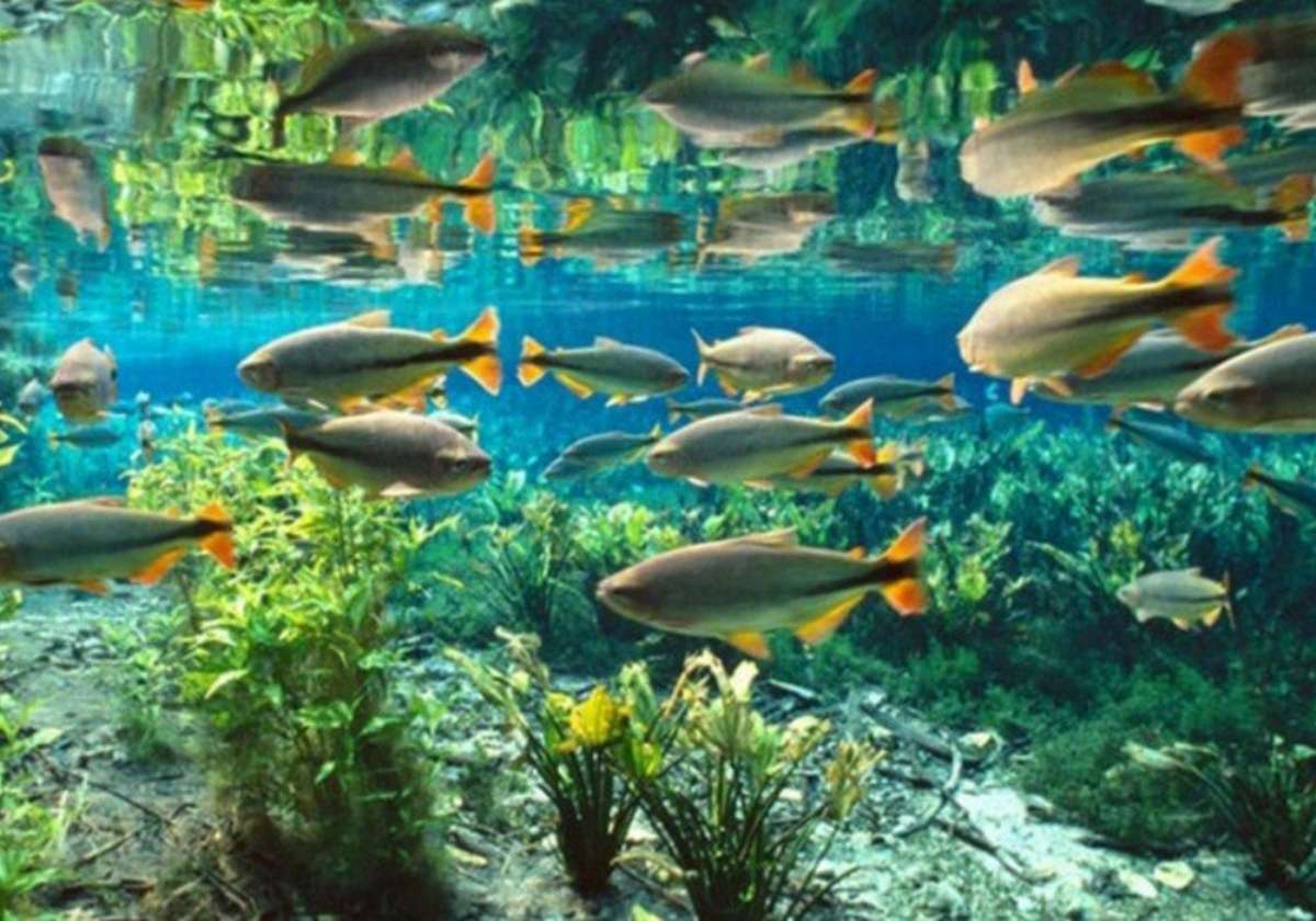 BONITO-MS