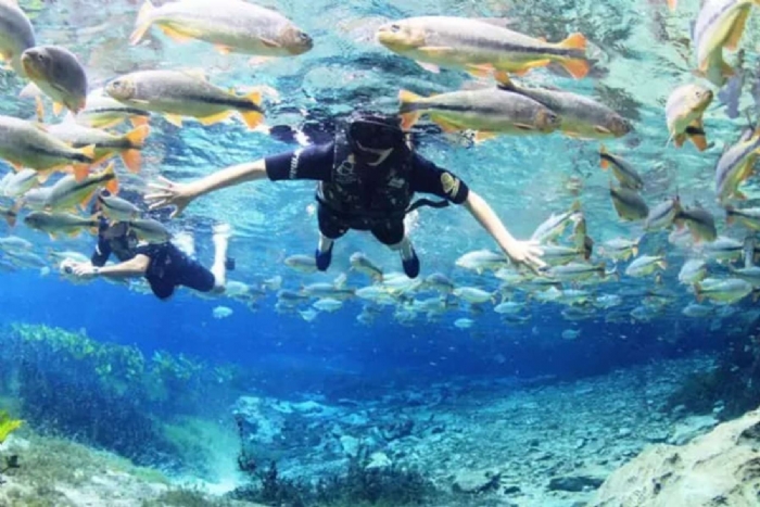 BONITO-MS